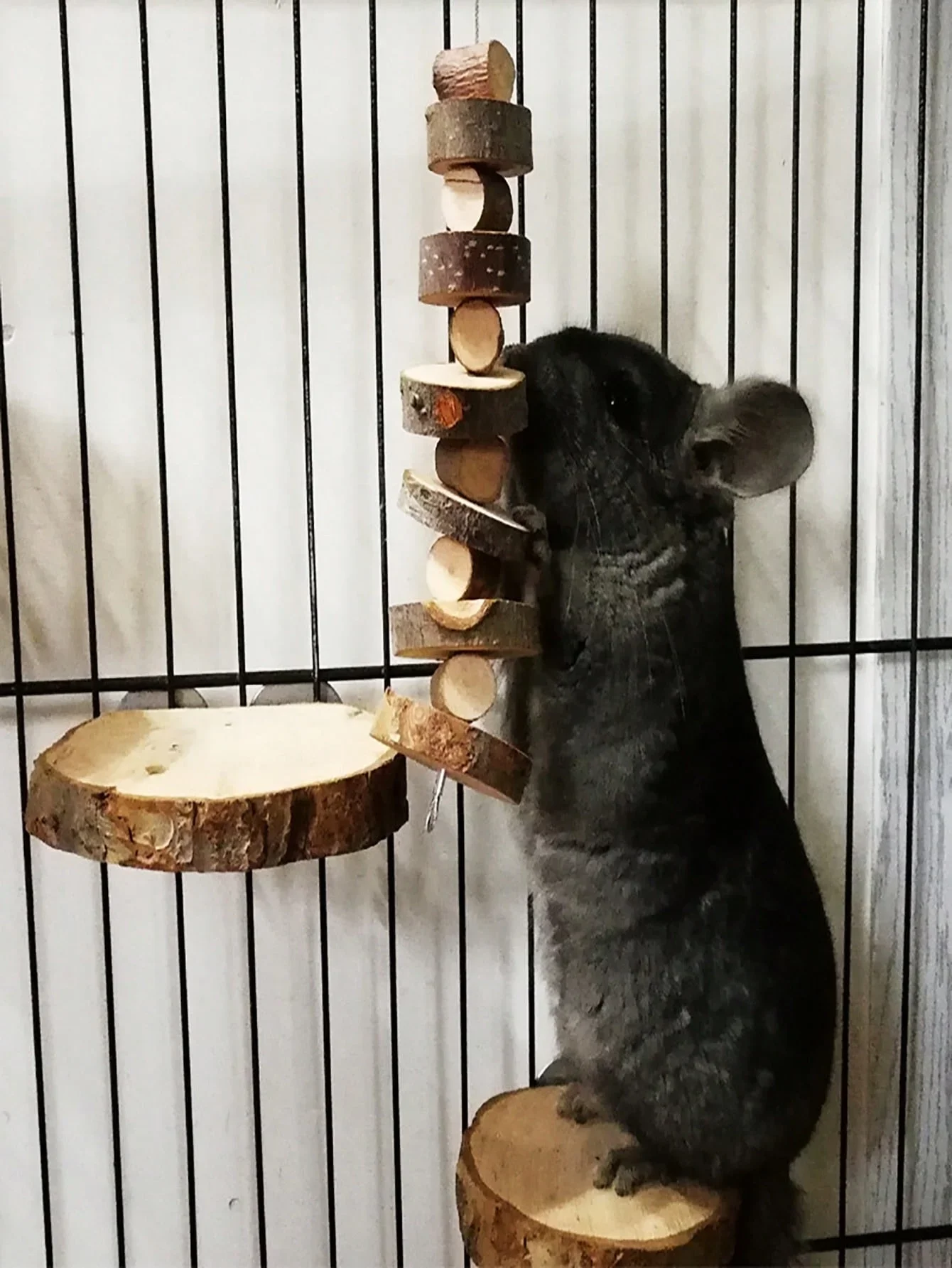 Zabawka do żucia dla chomika,  – Woodworking Rabbet recenzja i cena